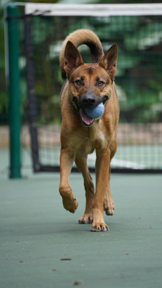 Squeaky Tennis Balls